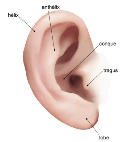 intervention oreilles décollées